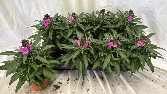 <h4>ERYS LINIFOLIUM</h4>