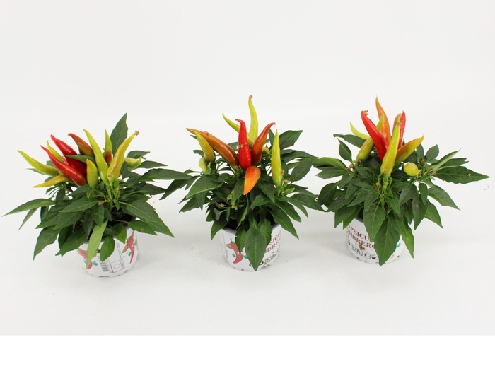 <h4>Capsicum Joker</h4>