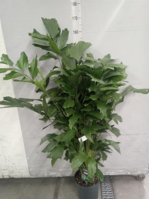 <h4>Caryota mitis</h4>