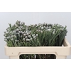 Kaaps Groen Silver Brunia