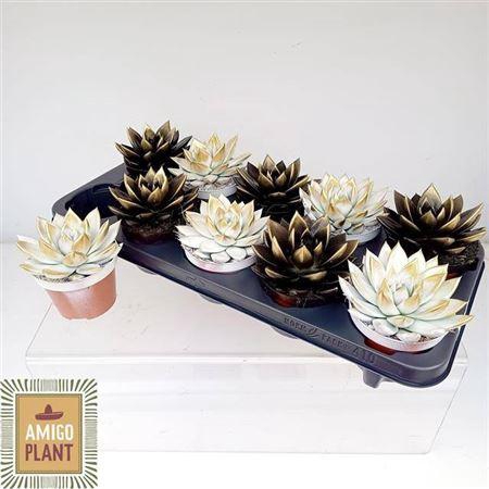 <h4>Echev Miranda</h4>