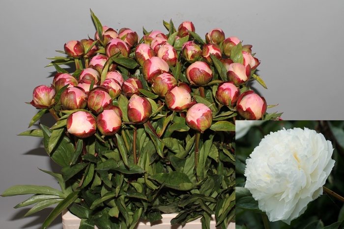 <h4>PAEO L GARDENIA</h4>
