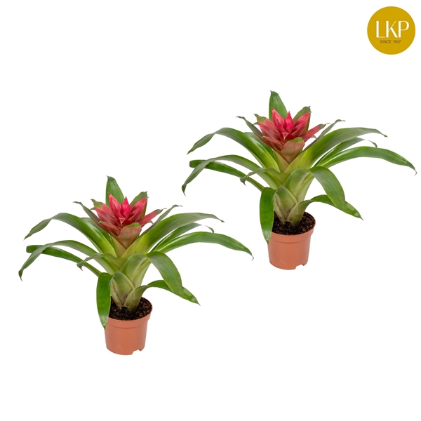 <h4>Guzmania Etude Roze (Met Hoes)</h4>
