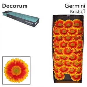 Germini Kristoff Doos