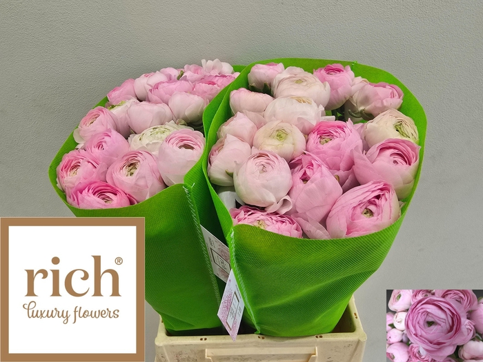 <h4>RAN AM MARSHMALLOW</h4>