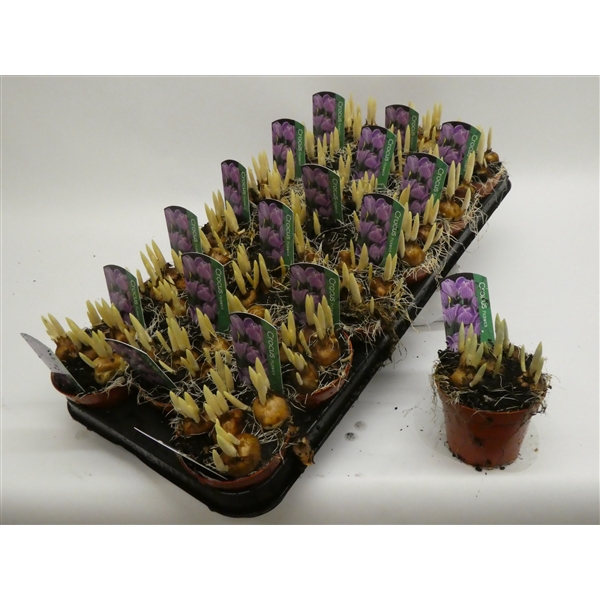 <h4>Crocus vernus 'Pickwick'</h4>