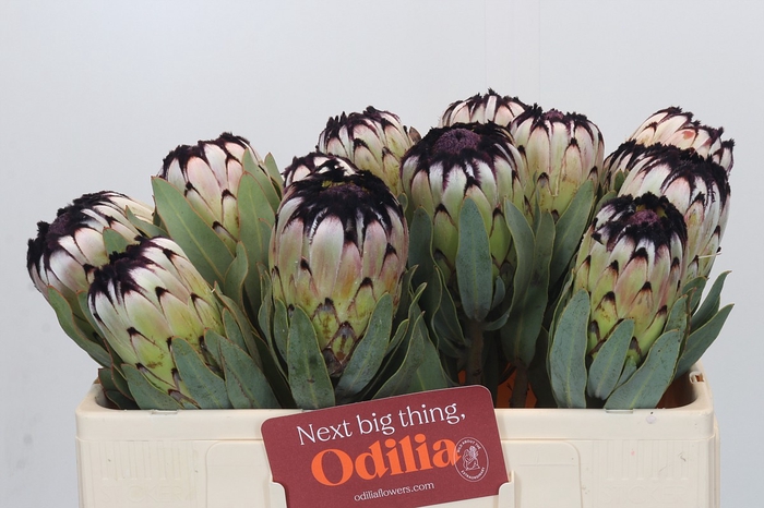 <h4>Protea Niobe</h4>