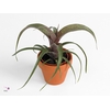 Vriesea saundersii