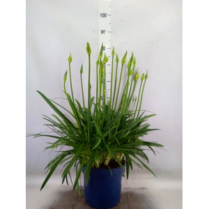 Agapanthus  'Amourette Superb Whit'