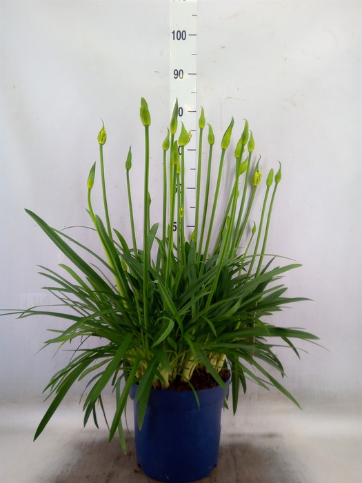 <h4>Agapanthus  'Amourette Superb Whit'</h4>