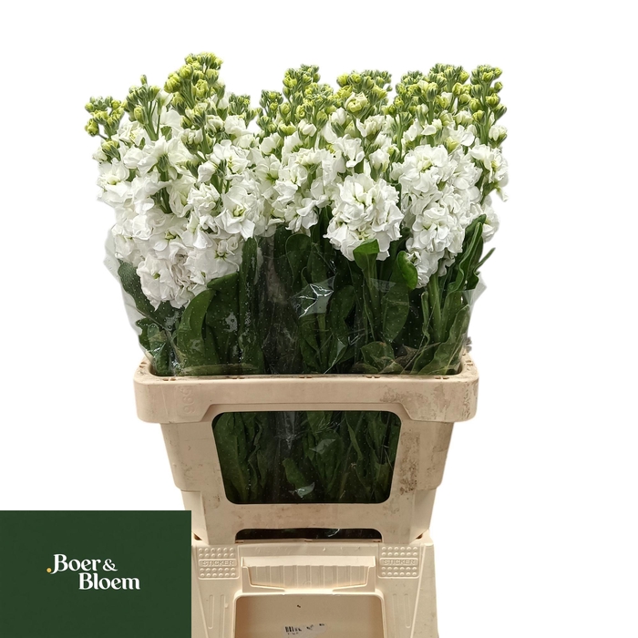 <h4>MATTH IRON WHITE</h4>