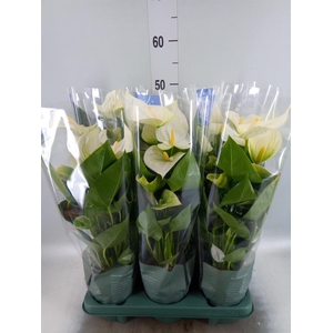 Anthurium  'Karma White'