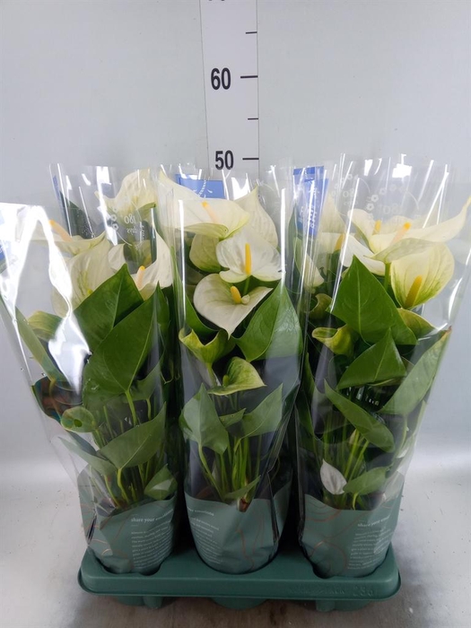 <h4>Anthurium  'Karma White'</h4>