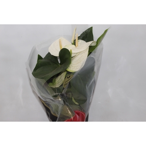 ANTHURIUM ALASKA P17 PREMIUM