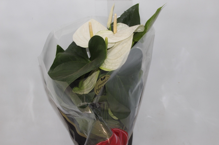 <h4>ANTHURIUM ALASKA P17 PREMIUM</h4>