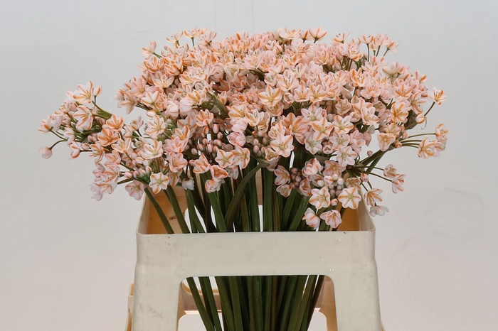 <h4>Allium Dyed Orange</h4>