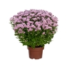 CRISANTEMO BOLA BELGA JASODA P20 ROSA