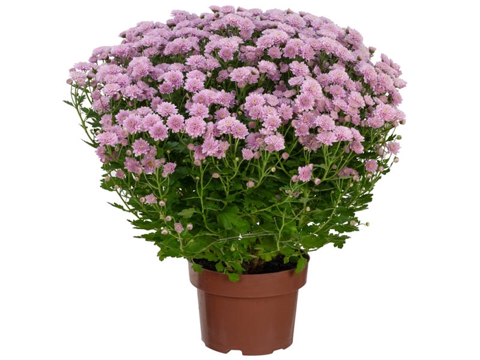 CRISANTEMO BOLA BELGA JASODA P20 ROSA