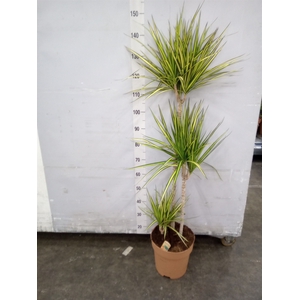 Dracaena marg. 'Sunray'