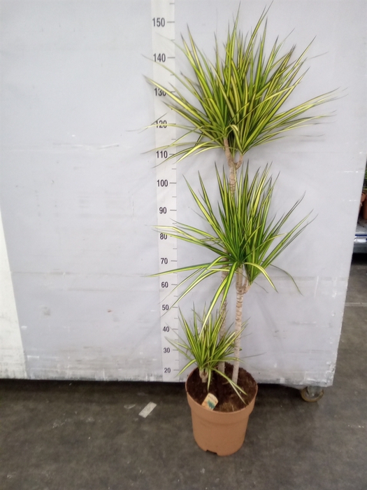 <h4>Dracaena marg. 'Sunray'</h4>