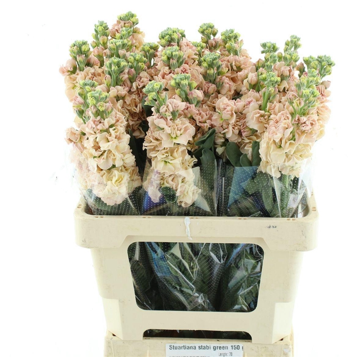 <h4>MATTH IRON APRICOT</h4>