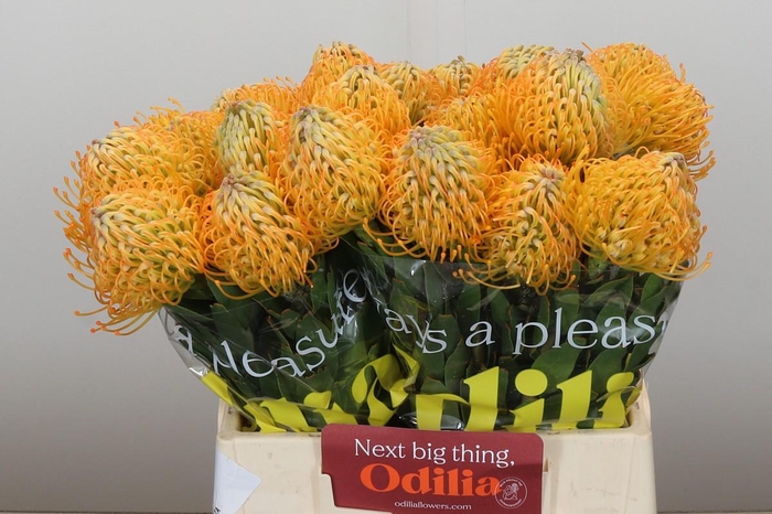 <h4>Nutans Jelena</h4>