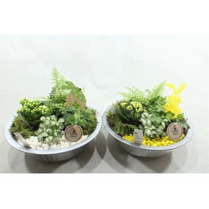 0441 ZINK INDOOR GEEL/WIT