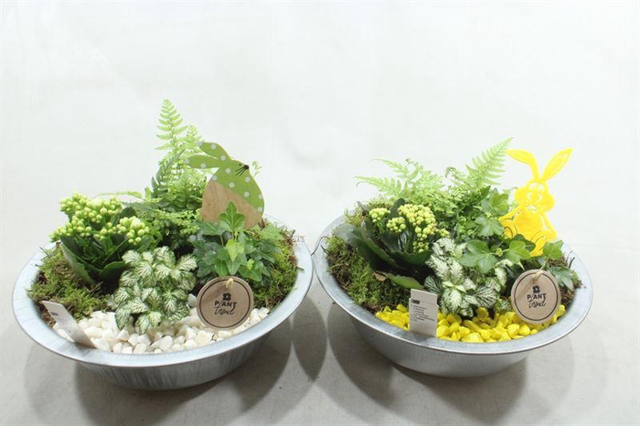 <h4>0441 ZINK INDOOR GEEL/WIT</h4>