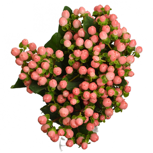 HYPERICUM PINK SPRAY