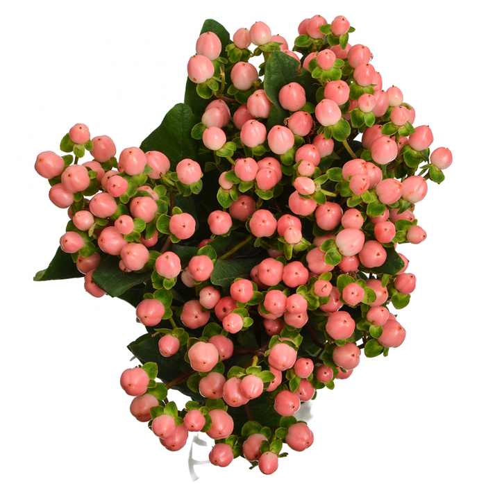<h4>HYPERICUM PINK SPRAY</h4>