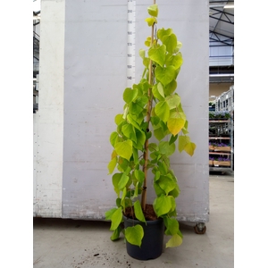 Cercis canadensis
