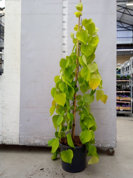 <h4>Cercis canadensis</h4>
