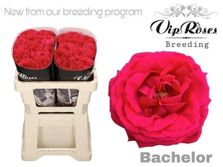 <h4>R Gr Bachelor</h4>