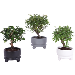 Bonsai Indoor Mix Ø11cm Ball Shape in Ø12cm Modern Bowl