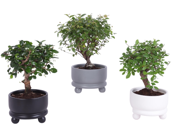 <h4>Bonsai Indoor Mix Ø11cm Ball Shape in Ø12cm Modern Bowl</h4>