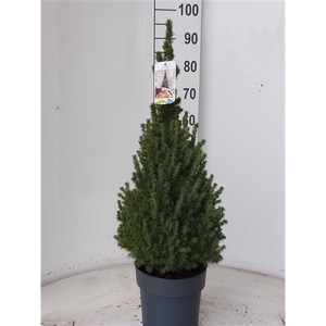 Picea glauca Perfecta 90- 100