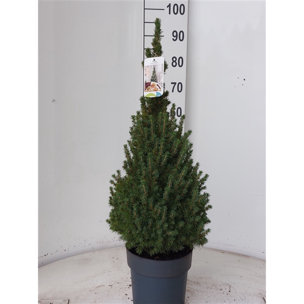 <h4>Picea glauca Perfecta 90- 100</h4>