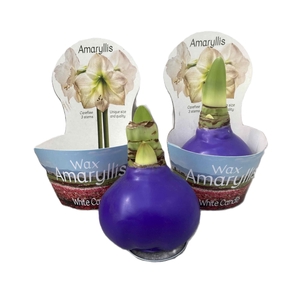 HIPPEASTRUM-HYBRID P14