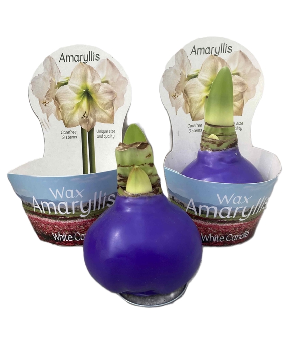 <h4>HIPPEASTRUM-HYBRID P14</h4>