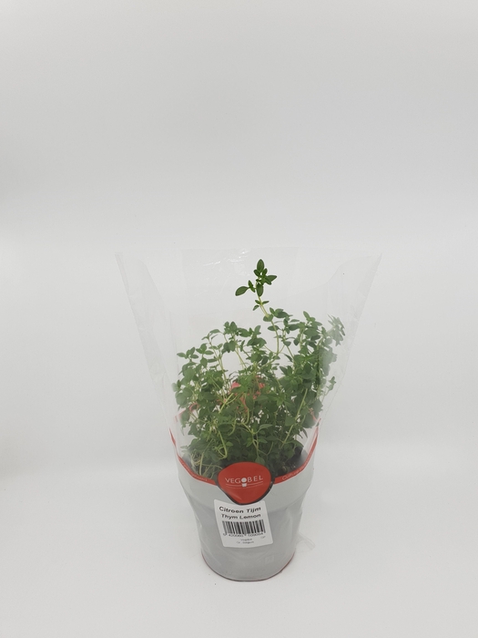 <h4>Tijm Citroen P12</h4>