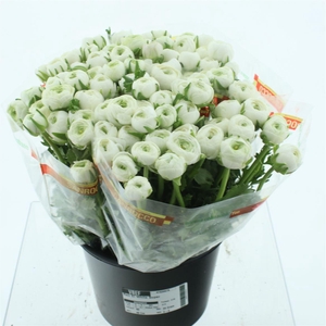 Ran El Sr White Super