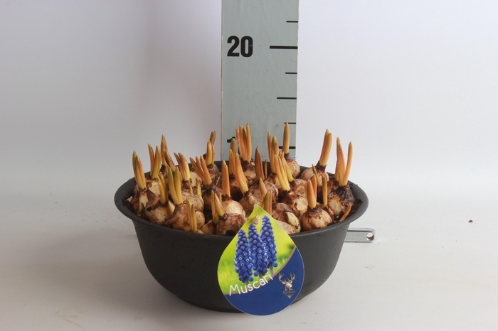 <h4>ARR MUSCARI</h4>