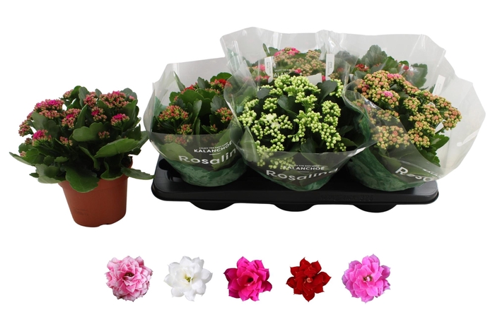 <h4>KAL GE RO GEM 5 KL</h4>