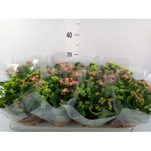 Kalanchoe blos.   ..mix in pot