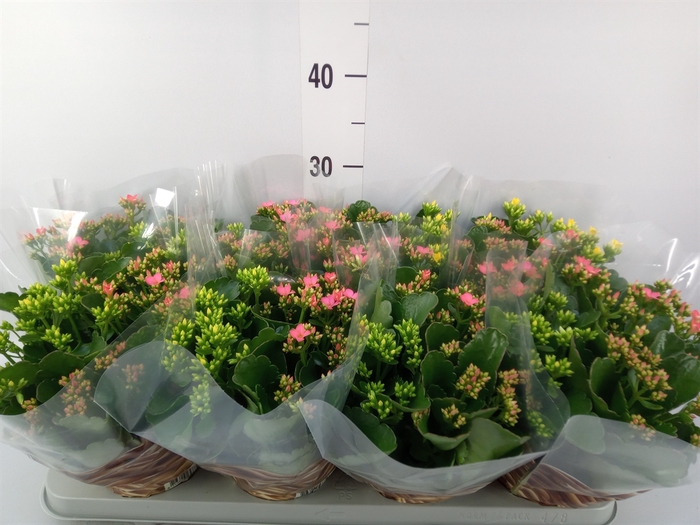 <h4>Kalanchoe blos.   ..mix in pot</h4>