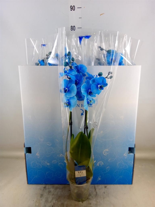 <h4>Phalaenopsis   ...</h4>