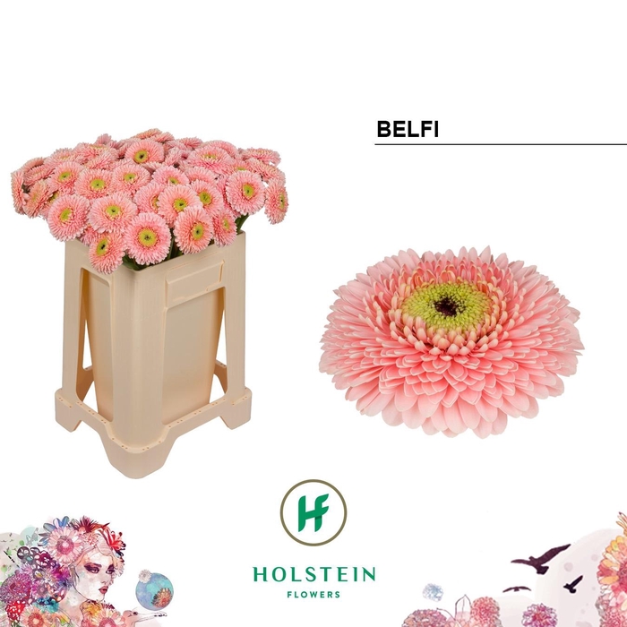 <h4>GE MB GERPONI BELFI</h4>