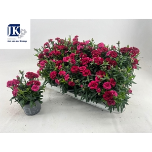 DIAN OSC PURPLE WING