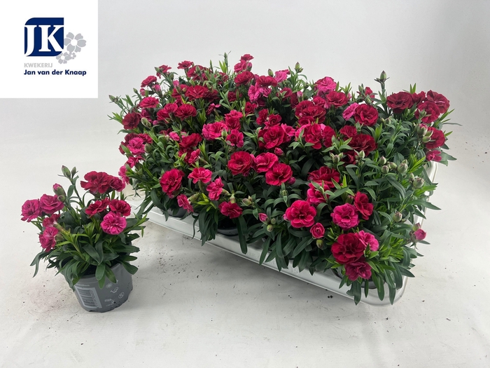 <h4>DIAN OSC PURPLE WING</h4>