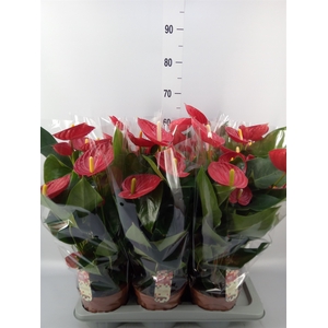 Anthurium andr. 'Tremendo'